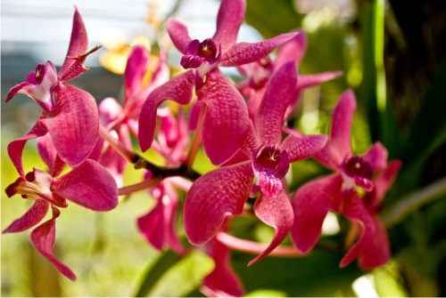 саженцы орхидеи фото