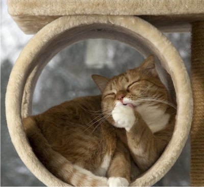 Рыжий кот - качественные зоотовары для ваших питомцев